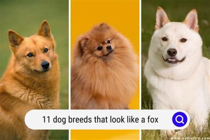 Dog That Looks Like A Mini Golden Retriever PETSIDI