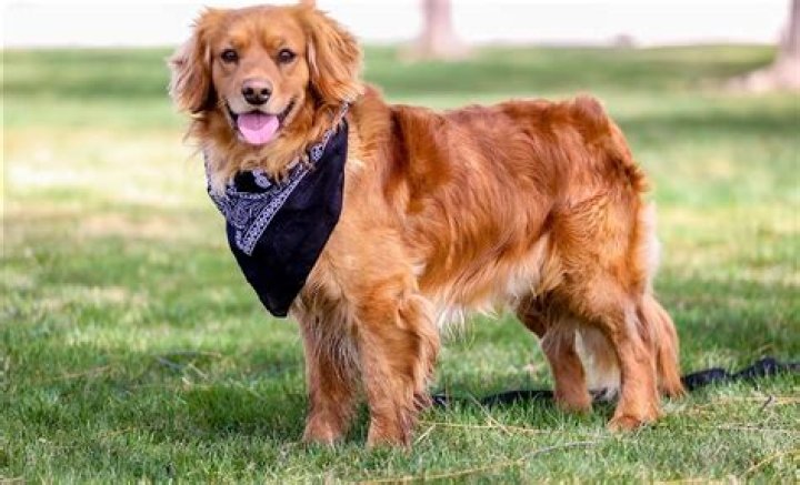 Mini Golden Retriever Guide to Owning a Miniature Golden K9 Web
