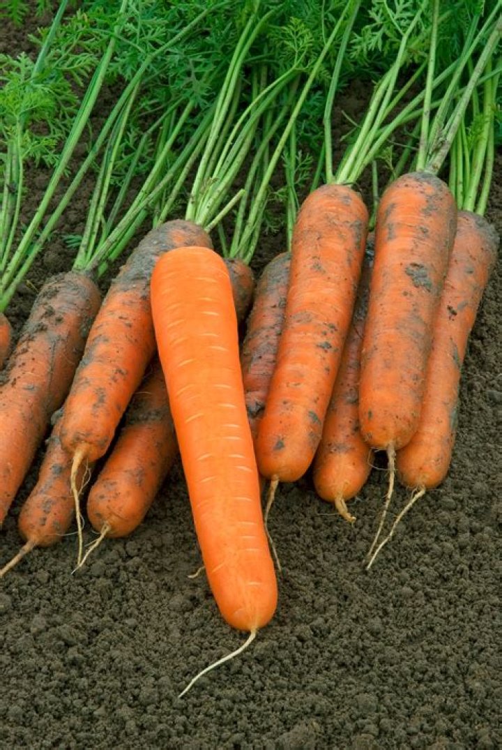 Rosehart Vilmorin North America vegetable seeds