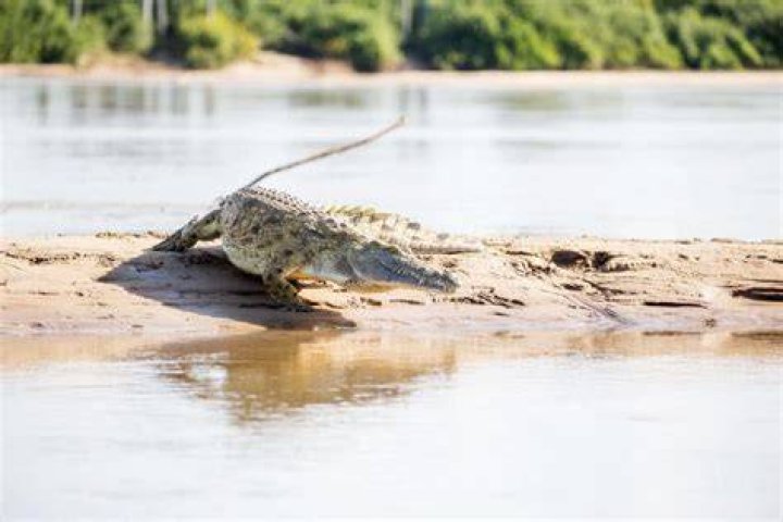 The crocodile run from Live and Let Die.