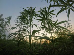 farms that leads to organic CBD products